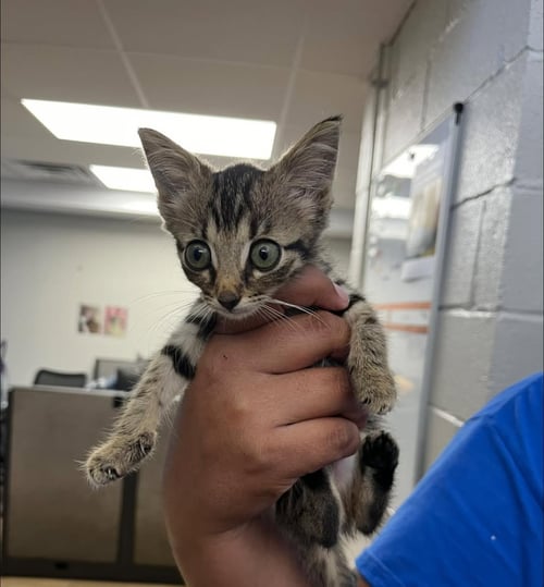 SPRINKLES - Domestic Short Hair available for adoption