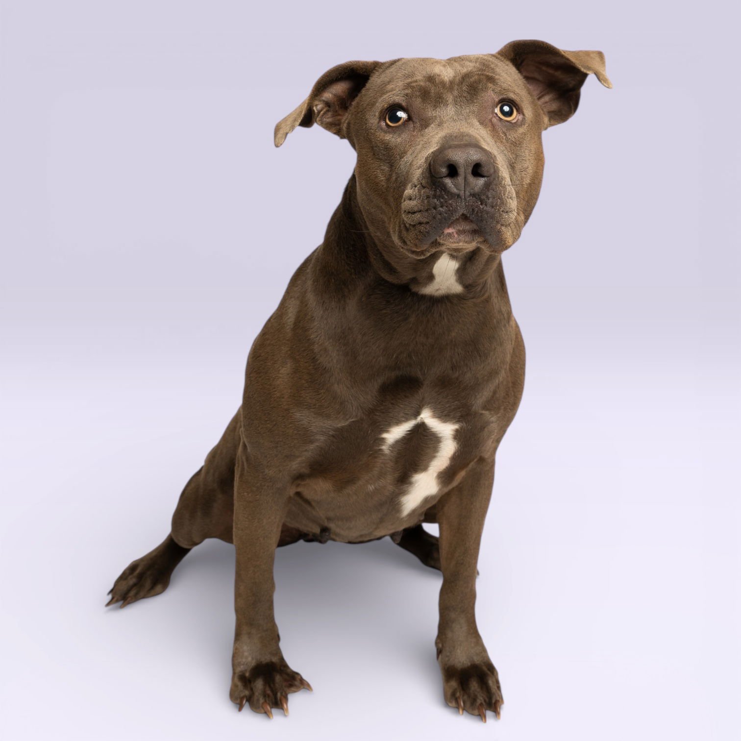 MENA - American Pit Bull Terrier available for adoption
