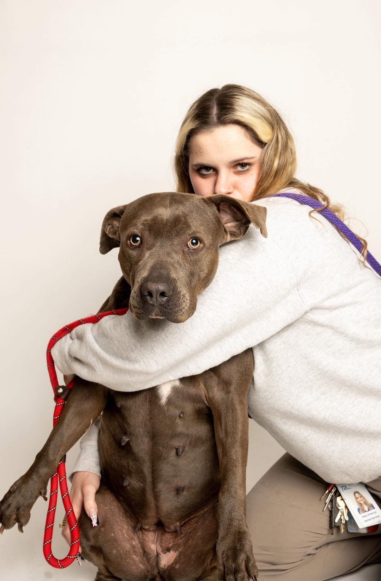 MENA - American Pit Bull Terrier available for adoption