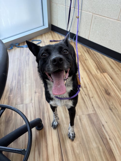 LUNA - Border Collie available for adoption