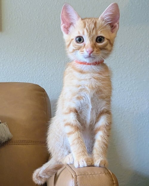 JONATHAN - Domestic Short Hair available for adoption