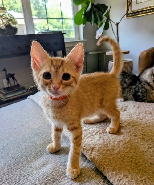 JONATHAN - Domestic Short Hair available for adoption