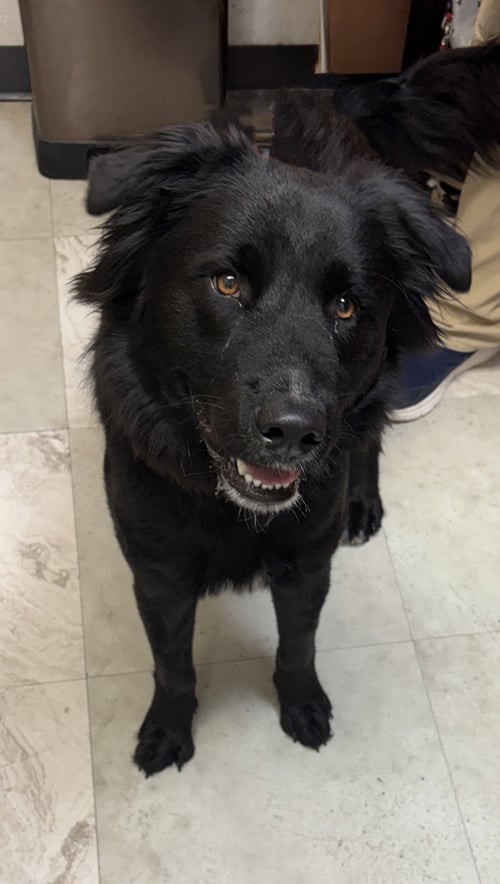 JYNX - Labrador Retriever available for adoption