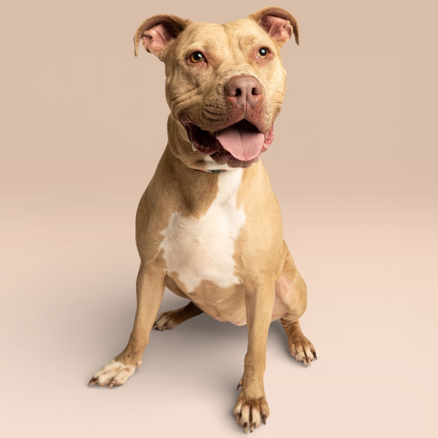 MOLASSAS - American Pit Bull Terrier available for adoption