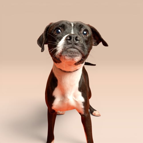 LEO - Boxer available for adoption