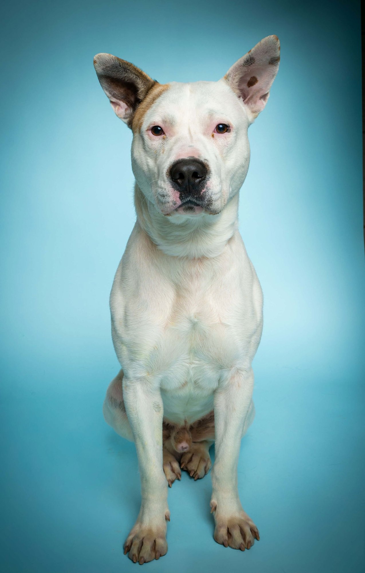 BANDIT - Dogo Argentino available for adoption