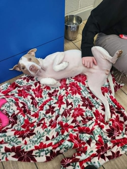 MOLLY - Pit Bull Terrier available for adoption