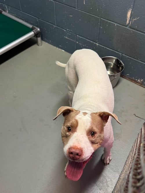 MOLLY - Pit Bull Terrier available for adoption