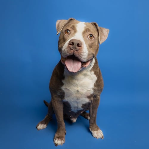 WARRIO - Pit Bull Terrier available for adoption