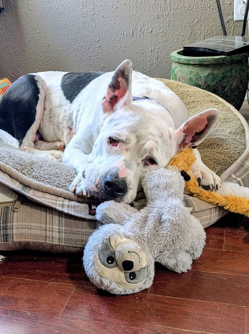 GOLDA - Pit Bull Terrier available for adoption