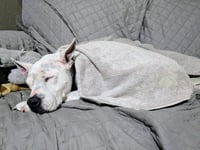 Golda - Photo 2