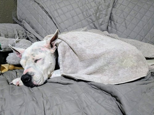 GOLDA - Pit Bull Terrier available for adoption
