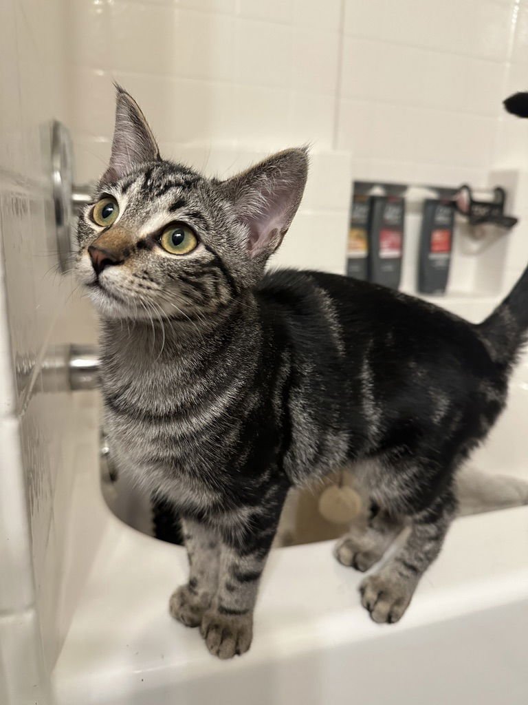 HAILEY - Domestic Short Hair available for adoption