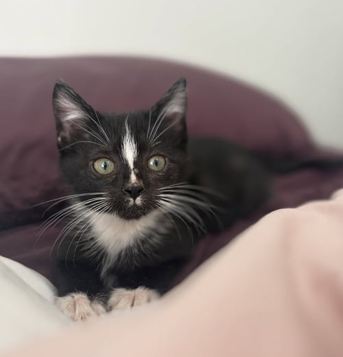 BRANCH - Domestic Short Hair available for adoption