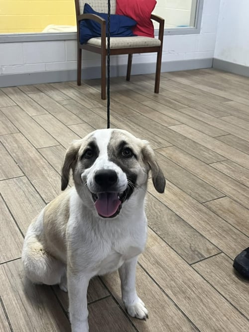 ROSEMARY - Great Pyrenees available for adoption