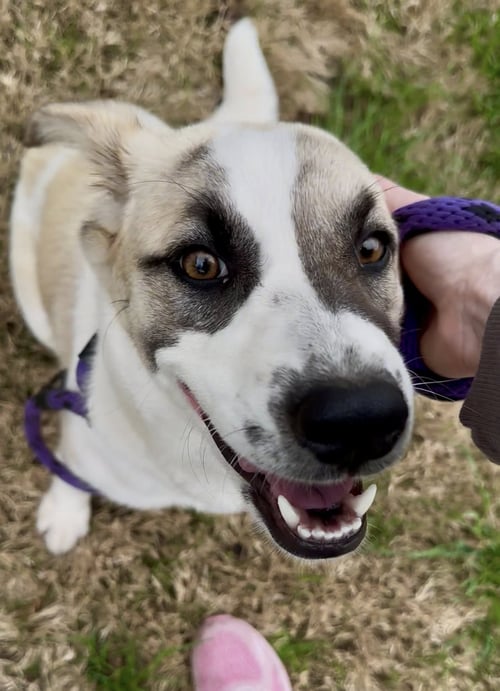 ROSEMARY - Great Pyrenees available for adoption