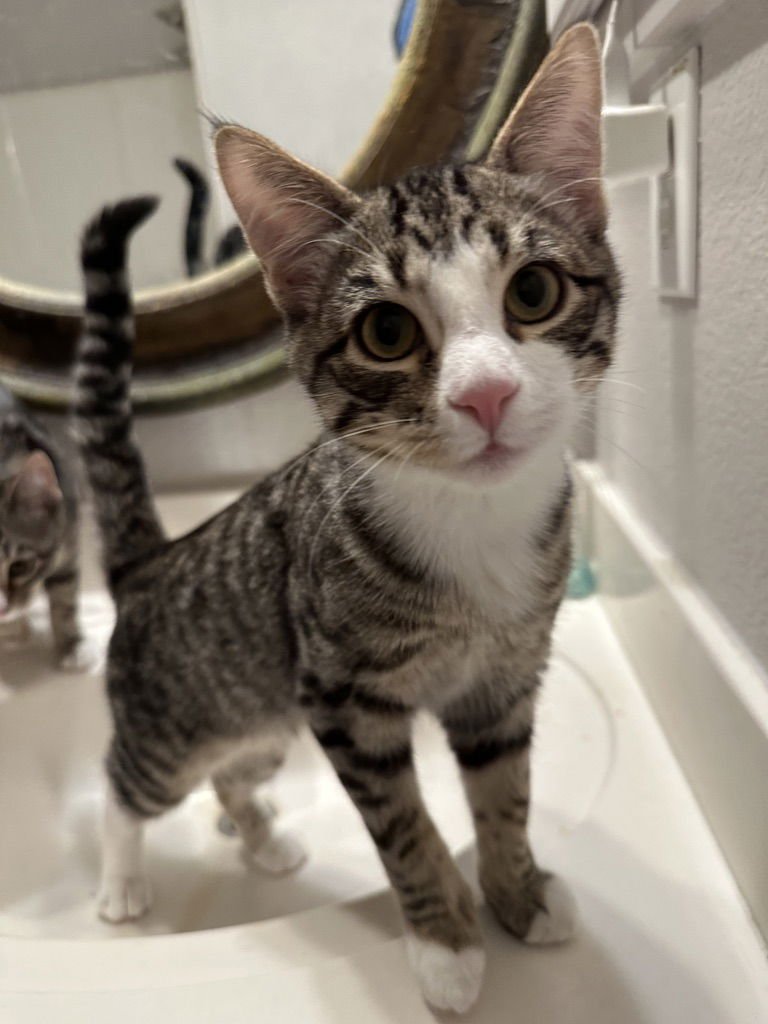 SKY - Domestic Short Hair available for adoption