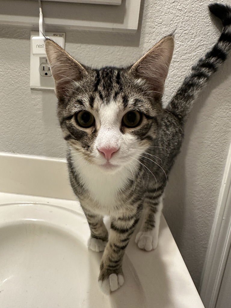 SKY - Domestic Short Hair available for adoption