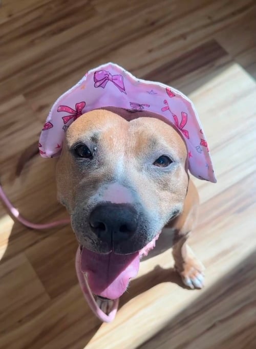BAILEY - Pit Bull Terrier available for adoption