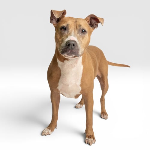 BAILEY - Pit Bull Terrier available for adoption