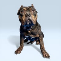 Meatball - Photo 1