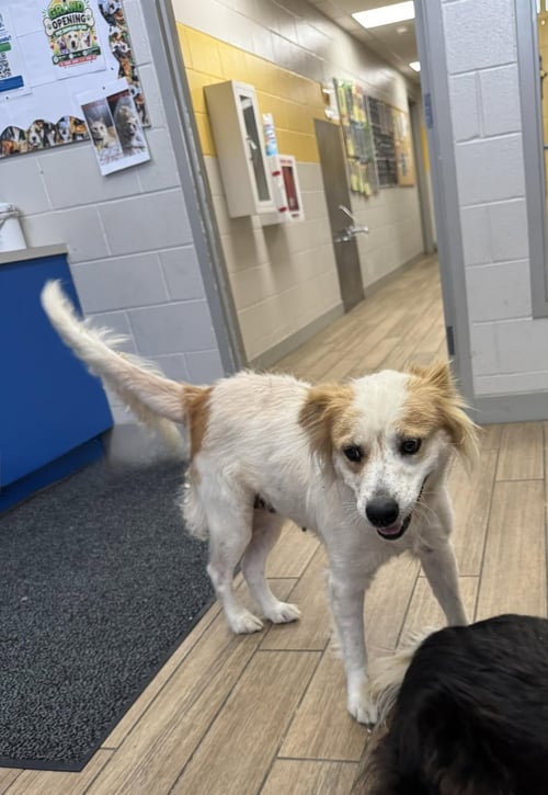 ROSANNE - Border Collie available for adoption