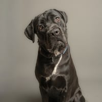 Sirius - Photo 1