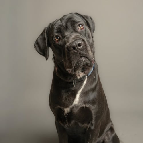 SIRIUS - Cane Corso Mastiff for adoption in Mesquite