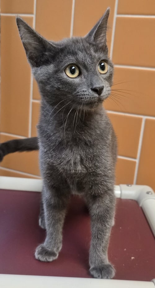 NICKEL - Domestic Short Hair available for adoption