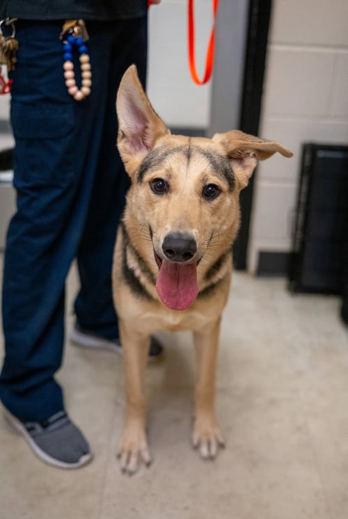 TEDDY - German Shepherd Dog available for adoption