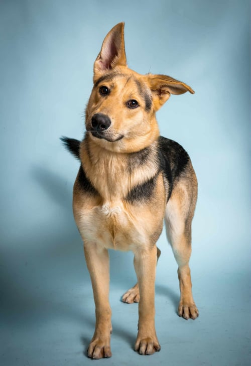 TEDDY - German Shepherd Dog available for adoption