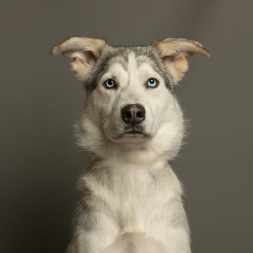 ELSA - Husky available for adoption