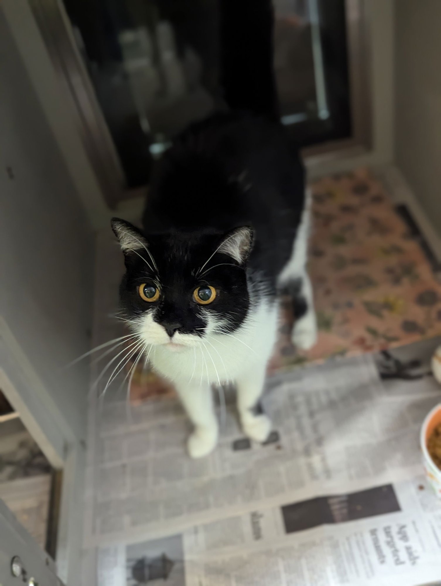 FELICITY - Domestic Short Hair available for adoption