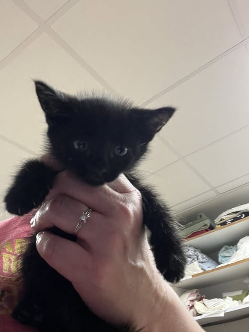 NOIR - Domestic Short Hair available for adoption