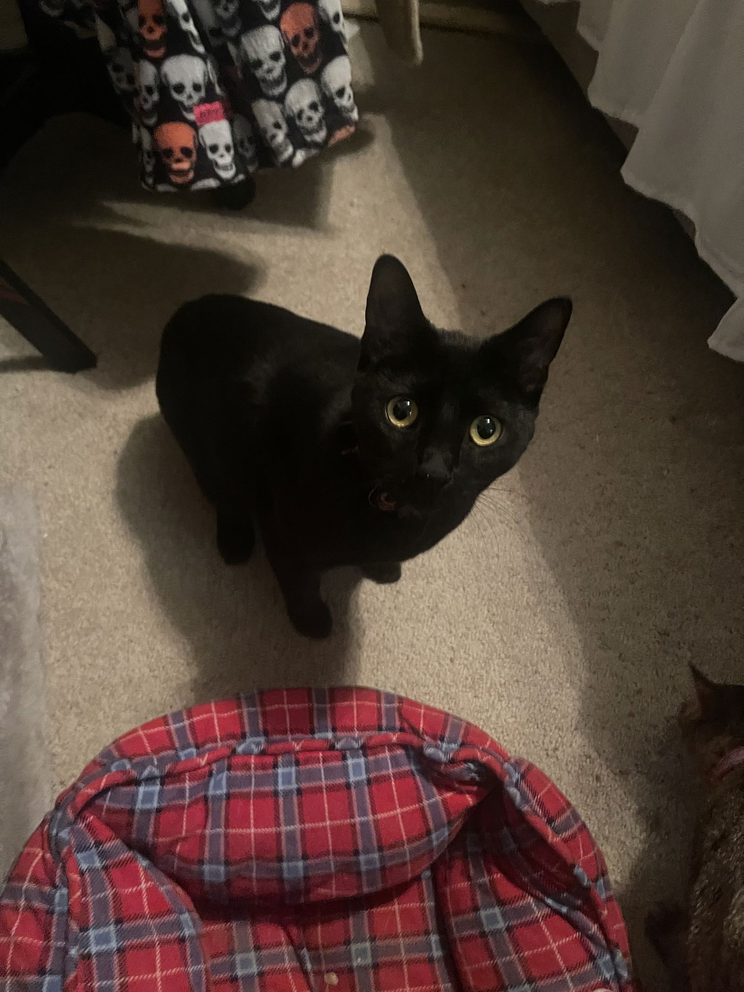 SHADOW - Domestic Short Hair available for adoption