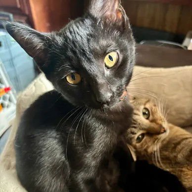 SHADOW - Domestic Short Hair available for adoption