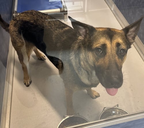 SHADOW - German Shepherd Dog available for adoption