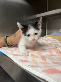 Jolene - Photo 1