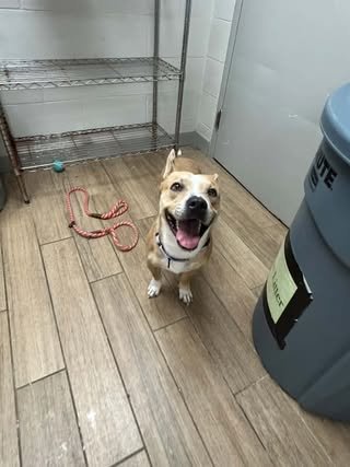 DUTTON - Carolina Dog available for adoption