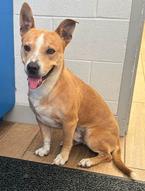 DUTTON - Carolina Dog available for adoption
