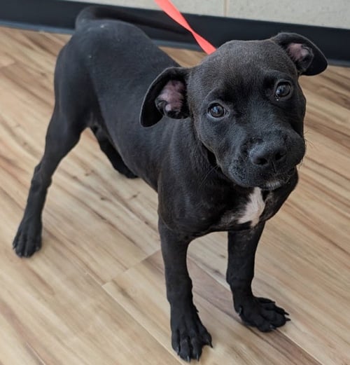 BATMAN - Cane Corso Mastiff available for adoption