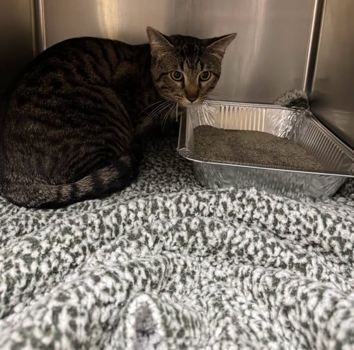 TEDDY - Domestic Short Hair available for adoption