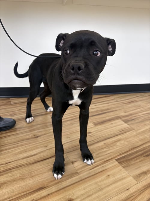 ROUGE - Boxer available for adoption