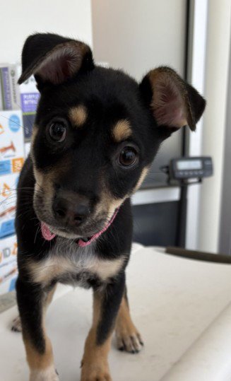 Harlee Image