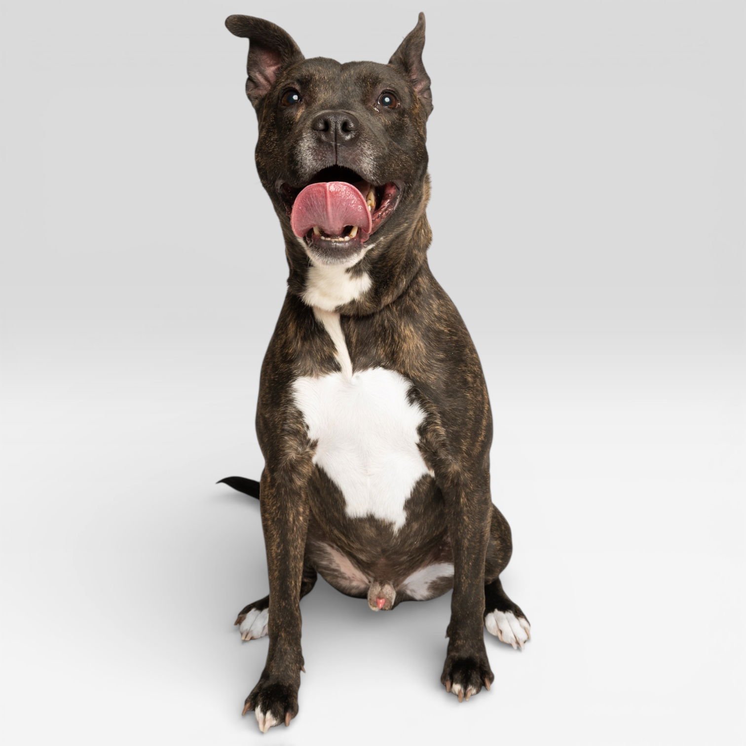 MARTY - Pit Bull Terrier available for adoption