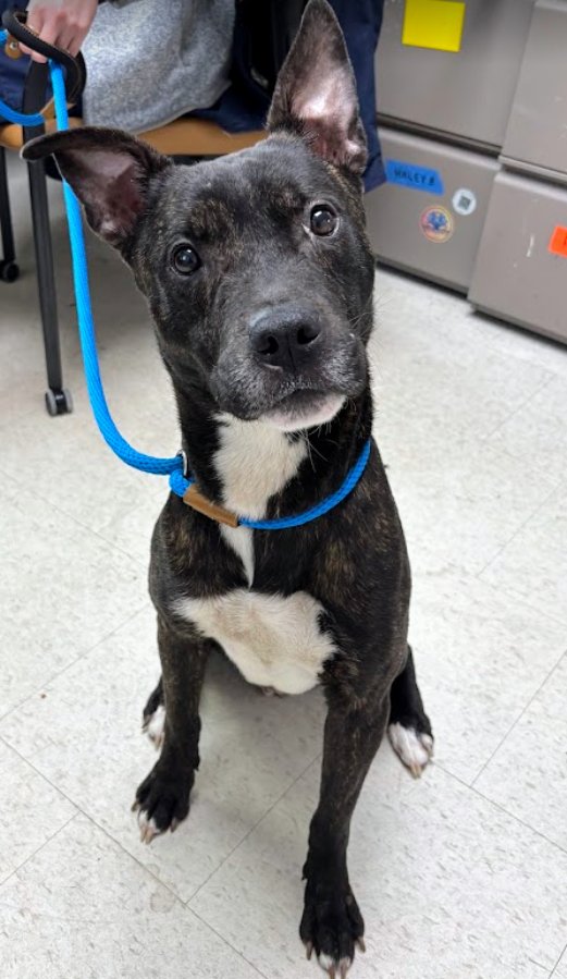 MARTY - Pit Bull Terrier available for adoption