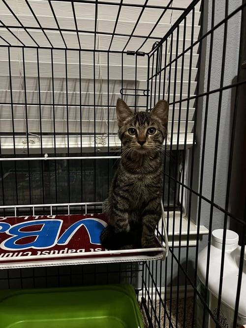 LIL T - Domestic Short Hair available for adoption