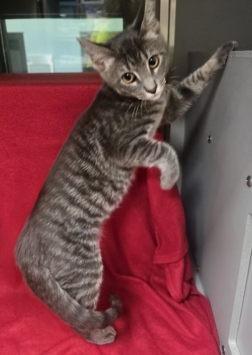 FREEDOM MIST - Domestic Short Hair available for adoption