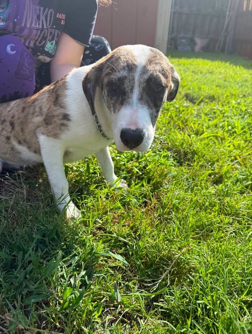 SCOOTER - Hound / Catahoula Leopard Dog available for adoption