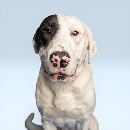 EUGENE - Labrador Retriever / Great Pyrenees available for adoption